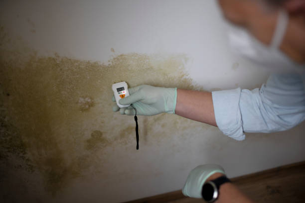 Best Mold Odor Removal Services  in Erie, IL